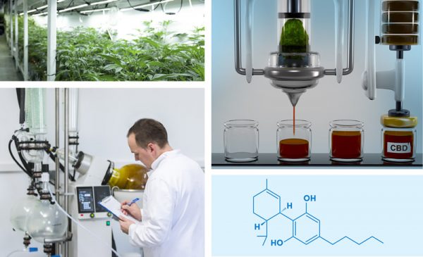 Heat Transfer Fluids For Cbd Thc Extraction Paratherm